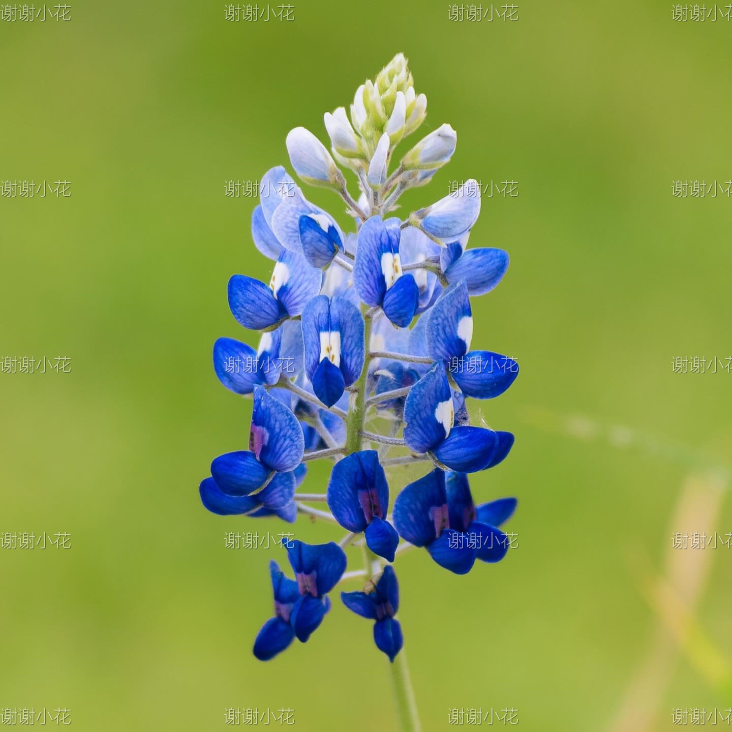 矮生羽扇豆春天爆花新手好养植物