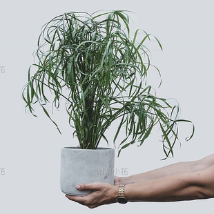 谢谢小花 姬旱伞草 迷你风车草 水竹水培盆景耐阴水生植物盆栽