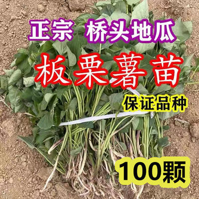 正宗桥头板栗地瓜苗子黄心红薯秧苗高系14山芋番薯种植苗100颗