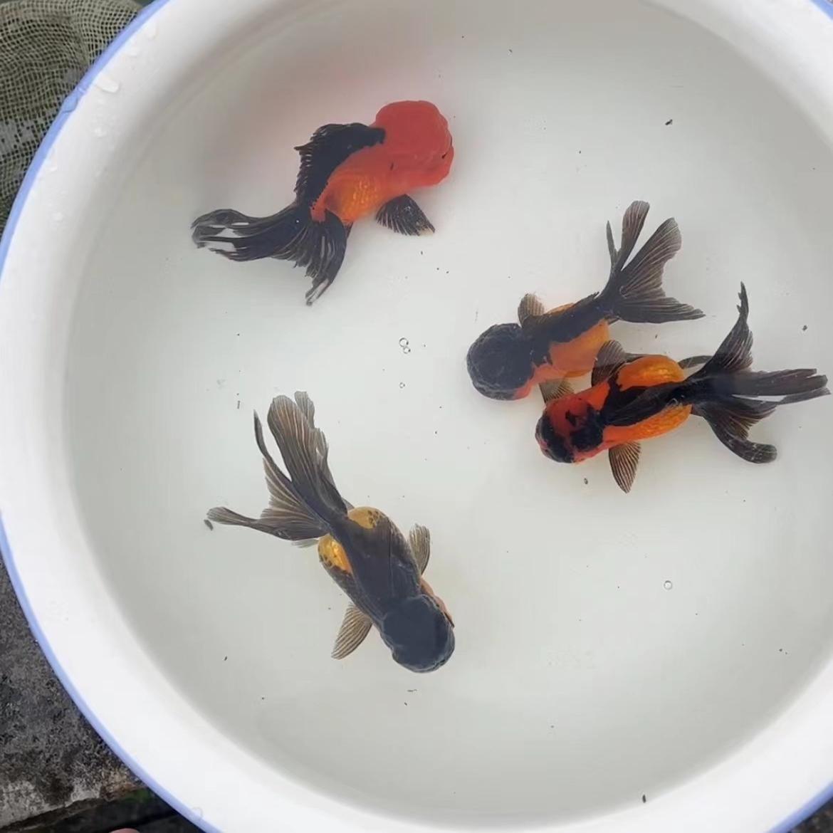 金鱼红黑拼色百褶泰狮冷水鱼