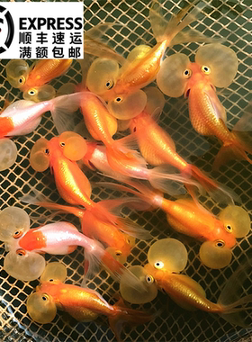 红色花色红白水泡金鱼淡水冷水大泡鱼渔场直销活体观赏鱼