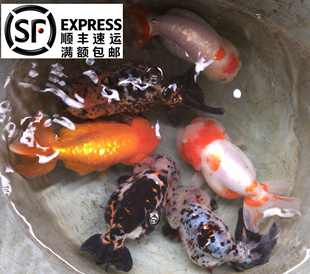 红顶虎头金鱼活体观赏鱼五花红白樱花玉兔青铜兰寿冷水鱼