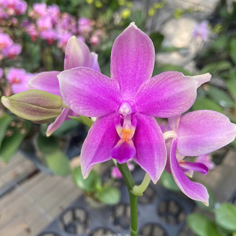 3.0寸香奈儿1花剑带花苞瑕疵,鲜花速递/花卉仿真/绿植园艺,国兰/杂交兰/洋兰类,淘宝优惠券,粉丝福利购,淘宝优惠卷