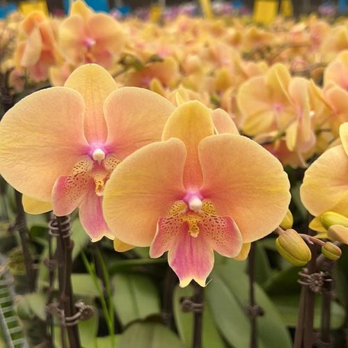 3.0寸蜜桃508单花剑带花全开微瑕