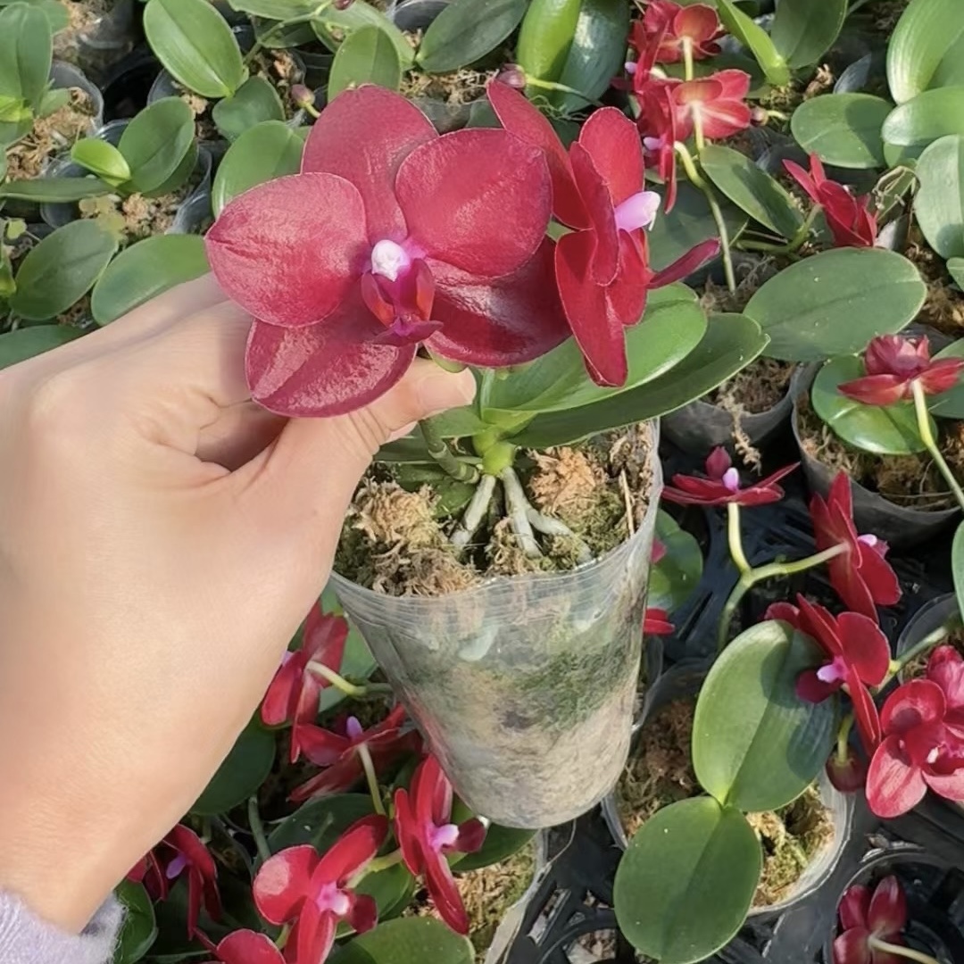 美杜莎1花剑花梗瑕疵根系少3.0