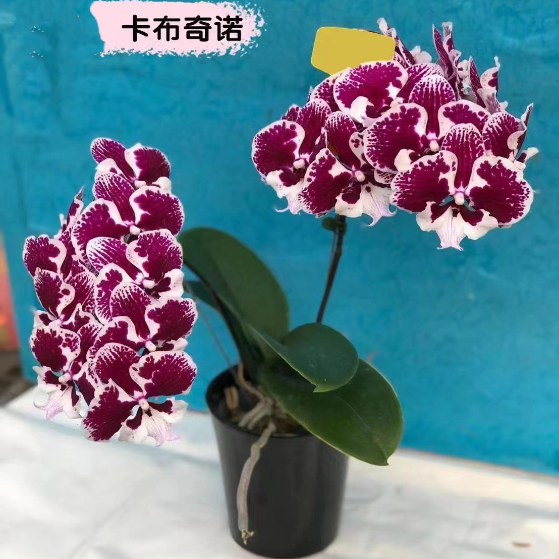 卡布奇诺1花剑带花全开瑕疵大3.0