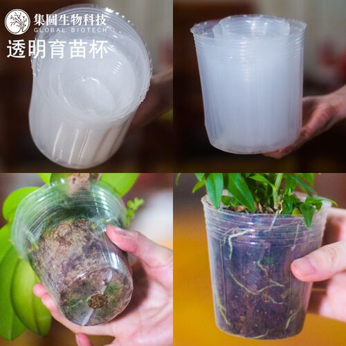 透明营养杯育苗杯蝴蝶兰