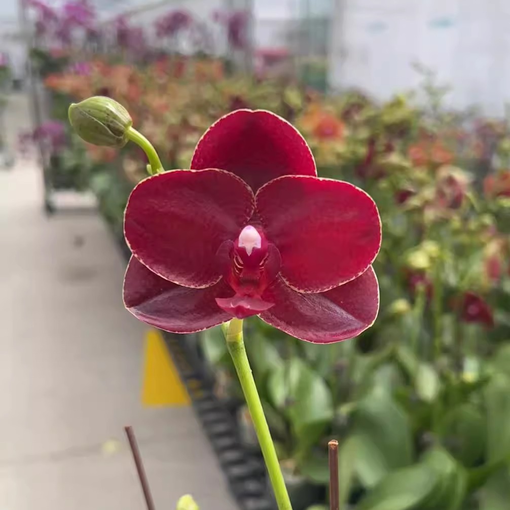 蕊纳斯二代2花剑带花品种原因花量少微瑕3.0