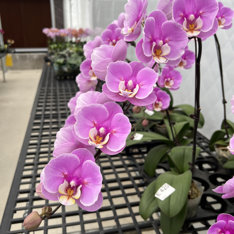 2.8寸蕾丝安娜苗 刚换杯没根会返租微瑕,鲜花速递/花卉仿真/绿植园艺,国兰/杂交兰/洋兰类,淘宝优惠券,粉丝福利购,淘宝优惠卷