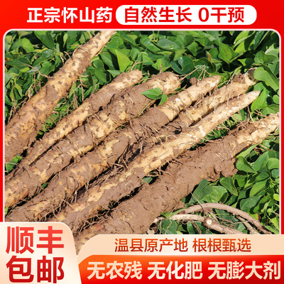 温县铁棍山药焦作垆土新鲜淮山药垆土怀山药