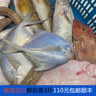 威海海鲜 特色海捕小杂鱼 鲈鱼 黄鱼 偏口鱼 黑头鱼 海鳗 加吉鱼