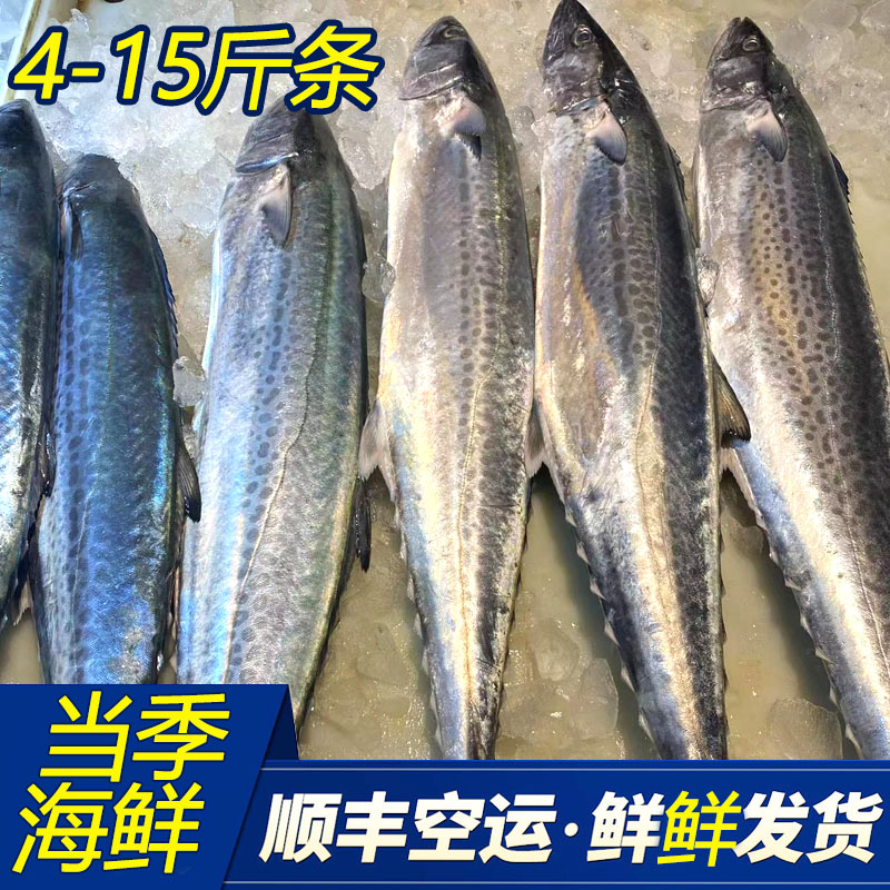 海产品威海海鲜威海鲜大鲅鱼