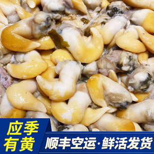威海特产鲜活大鸟贝带壳活鲜发货刺身野生黄鸟贝白贝海鲜鸟蛤1斤