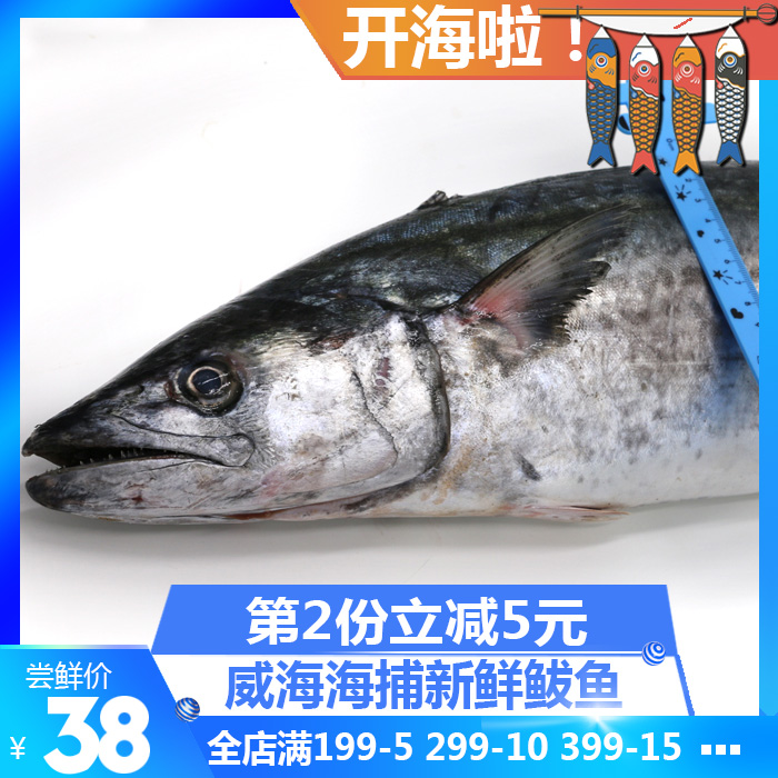 鲅鱼新鲜海鱼威海海鲜