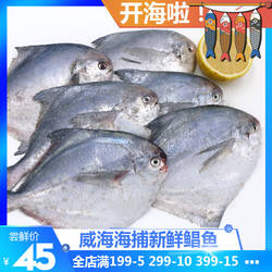 威海海鲜鲳鱼新鲜 鲜鲳鱼 鱼肉 小鲳鱼 海鱼新鲜鲜鱼类4-6条
