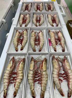 特大超大海鲜海虾大虾鲜活对虾老虎虾礼盒装2头包邮