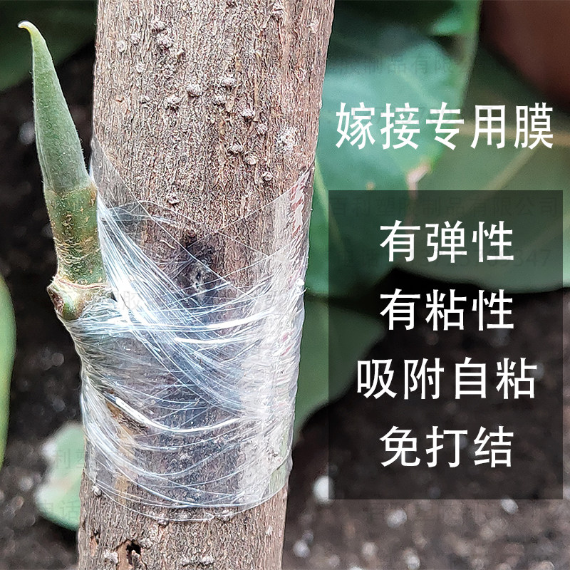 果树嫁接专用膜自粘式园林缠绕薄膜3-5cm透明塑料条 嫁接包扎胶带