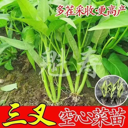 空心菜秧苗带根三叉空心菜苗大叶空心菜秧苗带土小叶空心菜带根苗