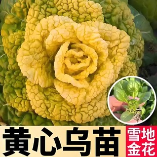 乌塌菜苗秧苗适合冬天种的菜苗蔬菜苗黄心菜秧苗黄心乌塌菜黄心苗