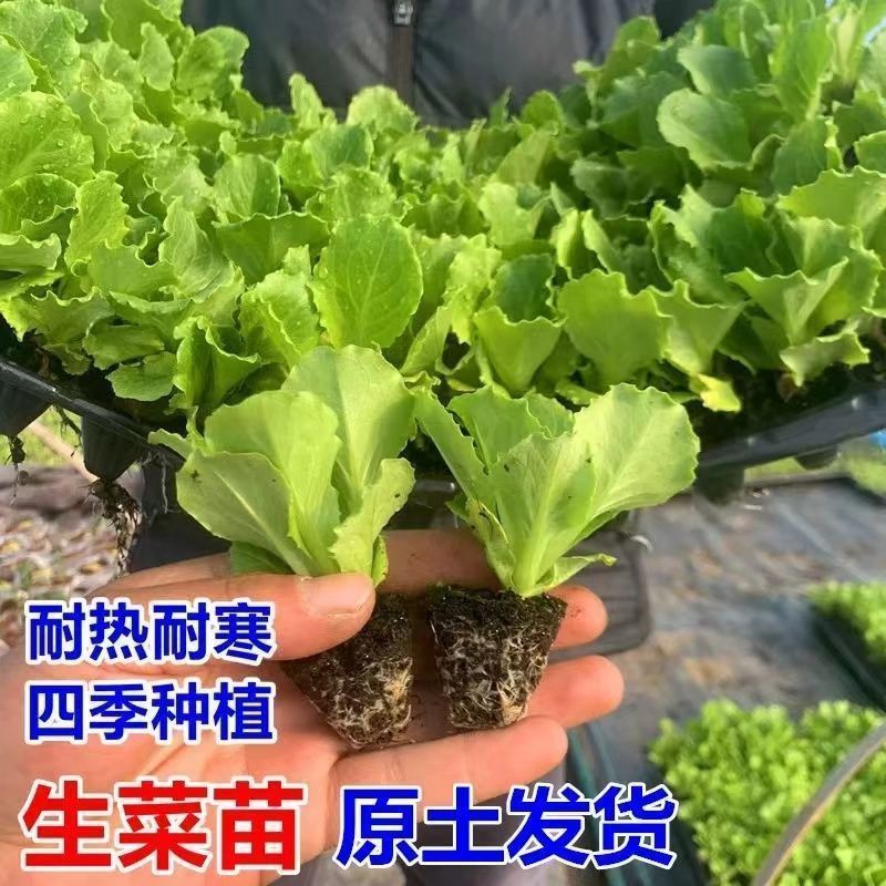 意大利生菜秧苗四季盆栽