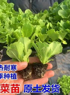 意大利生菜秧苗四季盆栽室外移栽种植绿色蔬菜苗带土发货耐寒耐热