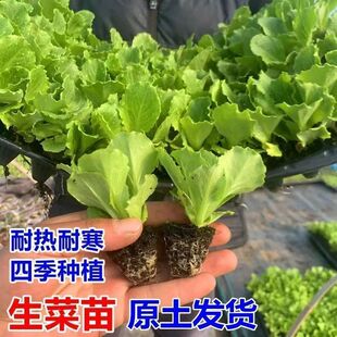 意大利生菜秧苗四季 盆栽室外移栽种植绿色蔬菜苗带土发货耐寒耐热