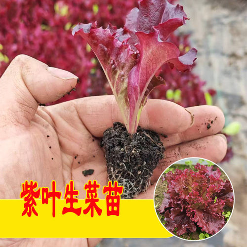 红邹紫叶生菜苗红生菜紫生菜苗四季种植耐寒易成活蔬菜种苗
