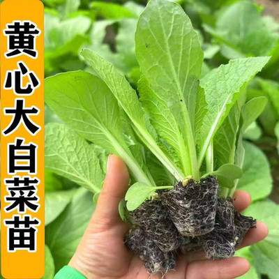 冬储大白菜苗黄心白菜秧苗