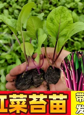 红菜苔秧苗四季蔬菜苗