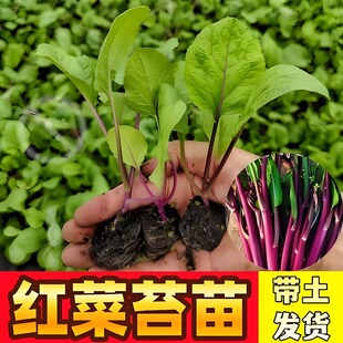 红菜苔秧苗四季 播种耐寒紫菜苔红油菜苔阳台农家盆地栽 蔬菜苗秋季