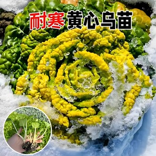 耐寒黄心乌塌菜秧苗绿心四季 冬天幼苗阳台盆栽高产精选原土保湿