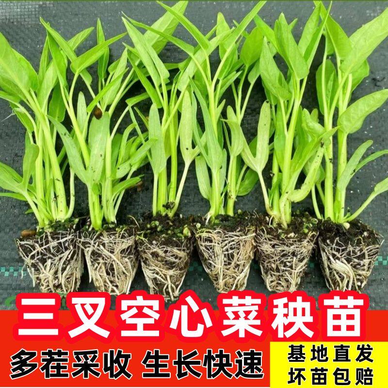 三叉空心菜苗带土秧苗四季种植水培通心菜三叉正宗空心菜各种苗秧