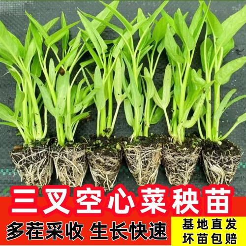 带根三叉空心菜苗阳台盆栽