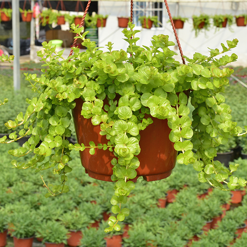 金叶过路黄窗台阳台庭院户外黄金串蔓性垂吊观叶植物容易养护耐寒