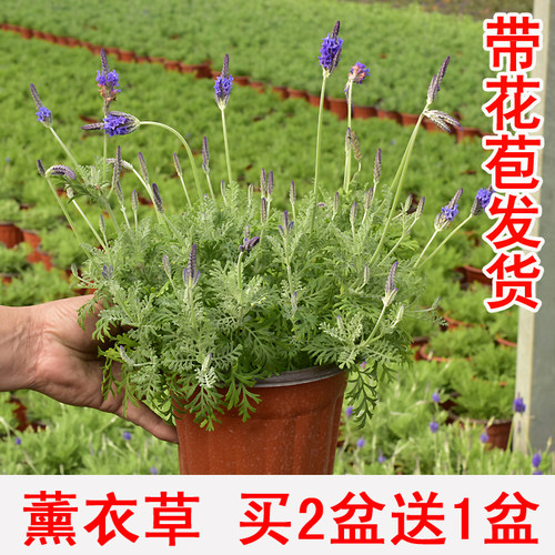 薰衣草阳台花期长好养园艺绿植