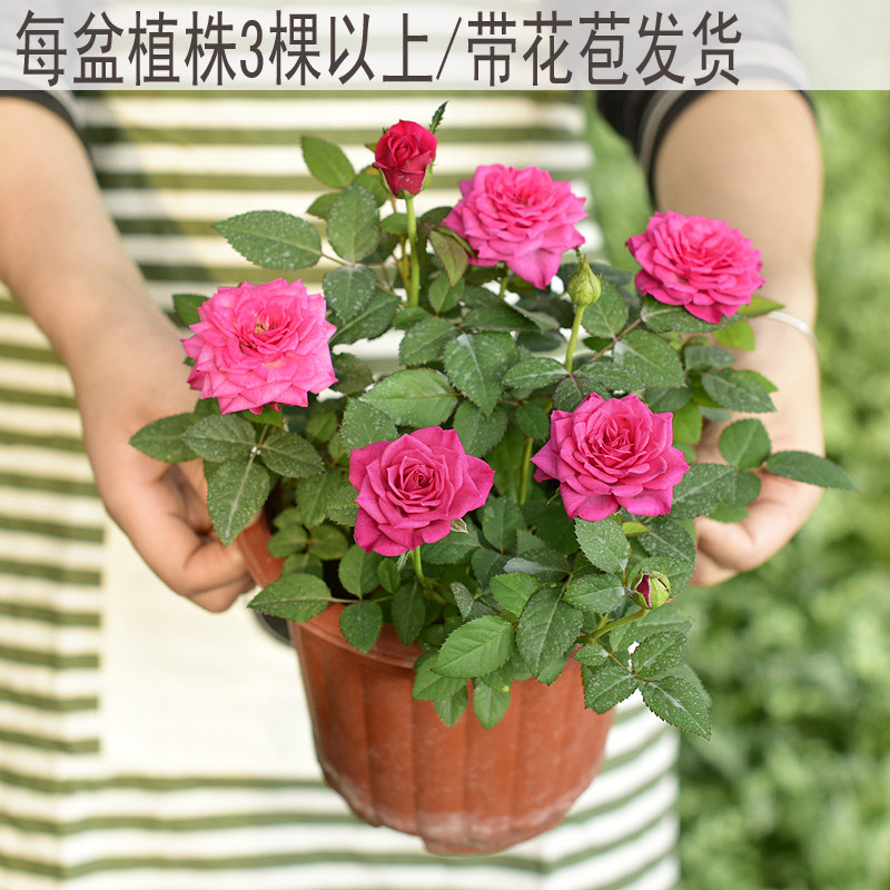 月季玫瑰带花苞发货果汁阳台图片