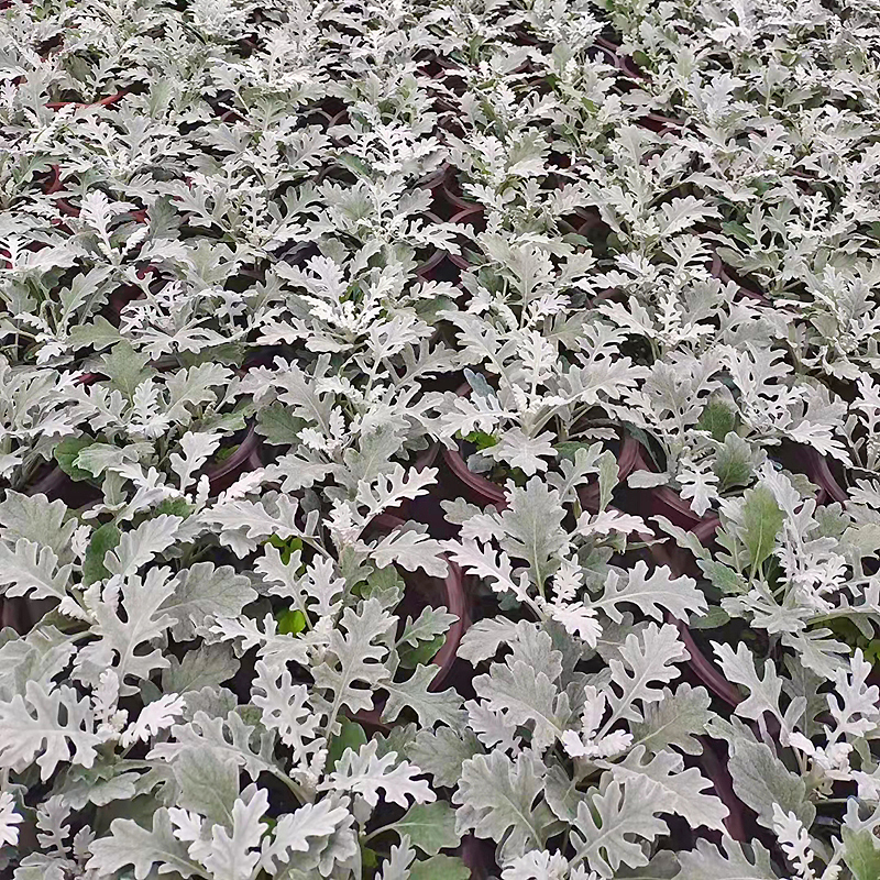 银叶菊紫罗兰羽衣甘蓝金鱼花盆栽开花植物花苗冬季室外草花耐寒