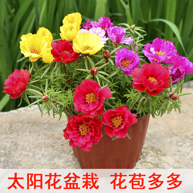 重瓣太阳花盆栽 阳台庭院夏季开花植物 花期长带花苞 马齿苋