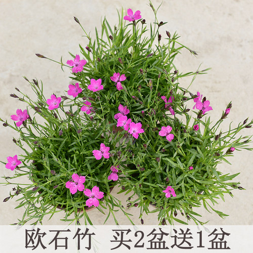 绿植欧石竹庭院开花草坪地被植物