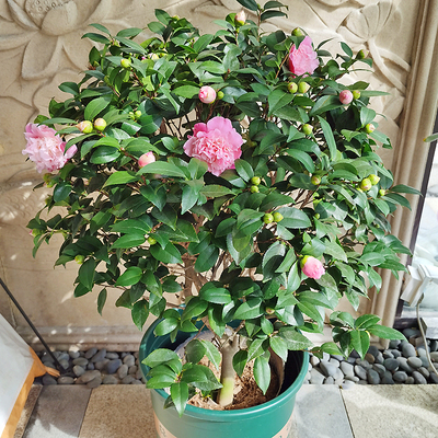 茶花盆栽庭院阳台冬季开花植物