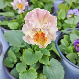 新品皱边角堇开花盆栽庭院花园阳台窗台耐寒冬季花卉花期长三色堇