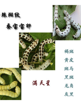 包邮稀有品种特殊斑纹蚕宝宝