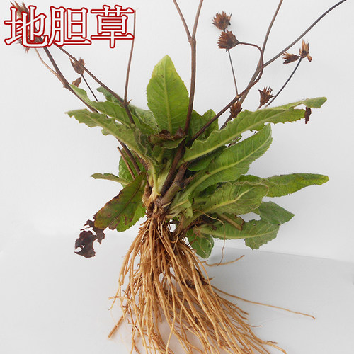 地胆草价格 地胆草图片 星期三