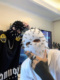 我叫得仔 新款 hiphop嘻哈说唱铆钉帽头套朋克创意面罩搞怪沙雕