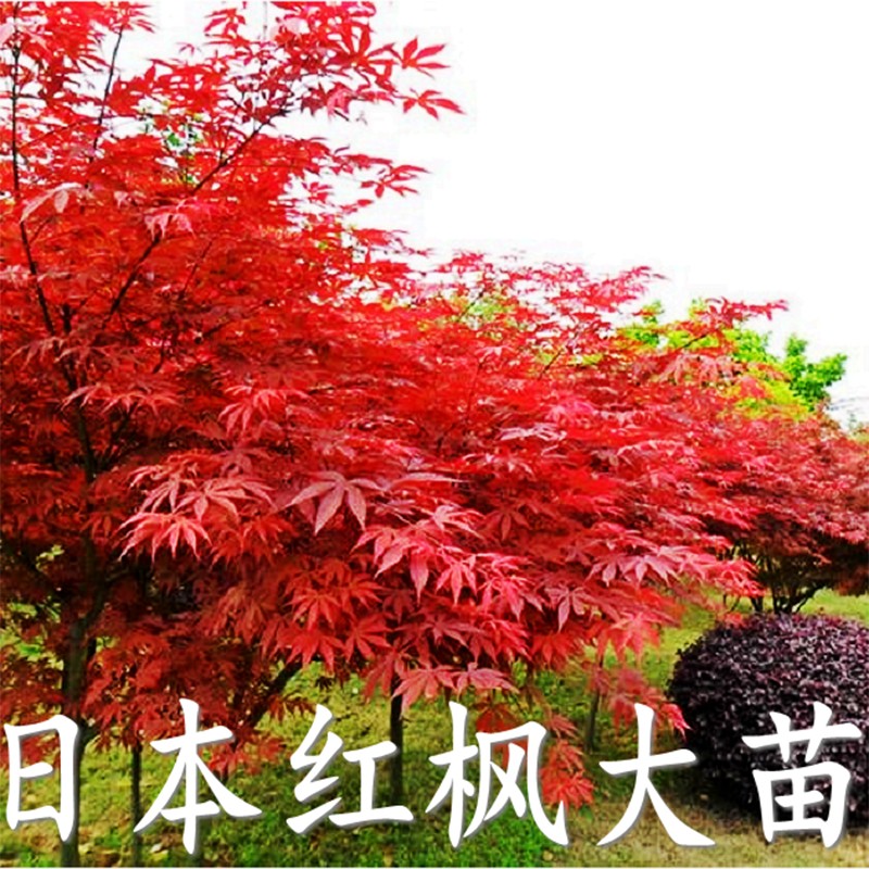 红枫树苗美国红枫日本红枫中国红枫红枫小苗盆栽地栽