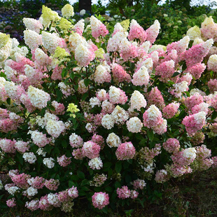 圆锥绣球花苗耐寒耐热室外庭院别墅花卉植物盆栽花苗