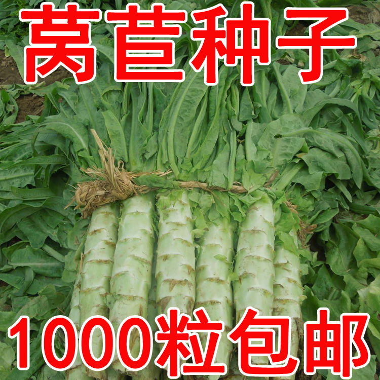 出售蔬菜籽莴苣种子千金菜莴笋莴笋青笋笋菜种子四季可播蔬菜种子