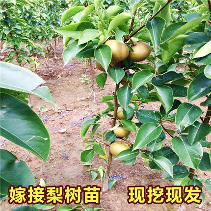 梨树果苗秋月早酥梨子苗南方北方种植沙梨香梨翠冠活苗嫁接梨树苗