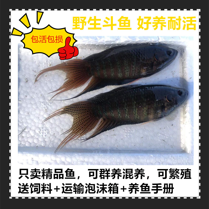 中国斗鱼活体活鱼冷水淡水观赏鱼好养耐巨普原生菩萨鱼普叉可繁殖