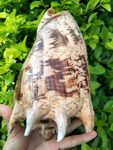 特大 天然海螺贝壳海星 褐色螺 鱼缸造景 居家摆件海洋标本工艺品